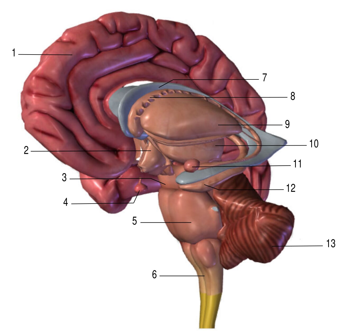 section of the brain
